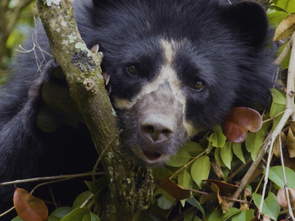 Oso Andino