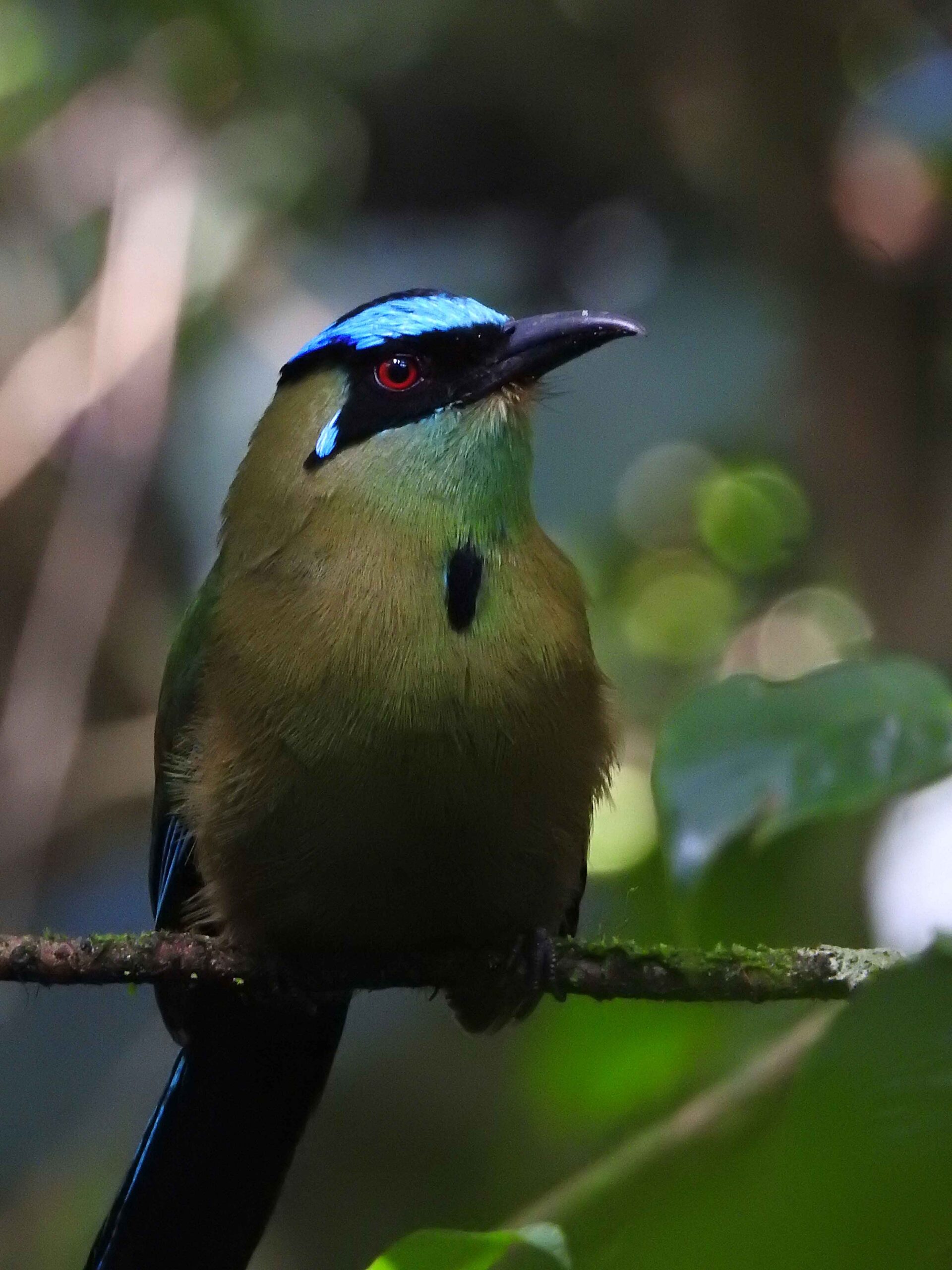 Barranquero-Coronado-Momotus-aequatorialis